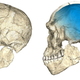Two views of a composite reconstruction of the earliest known Homo sapiens fossils from Jebel Irhoud (Morocco) based on micro computed tomographic scans of multiple original fossils. (Credit: Philipp Gunz, MPI EVA Leipzig)